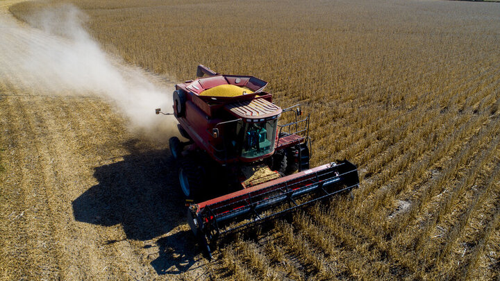 combine harvests wheat field