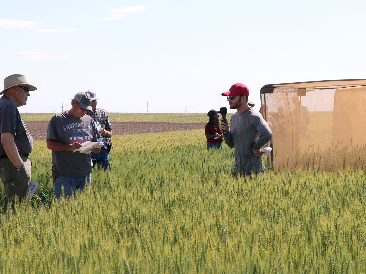 men talking in wheat field