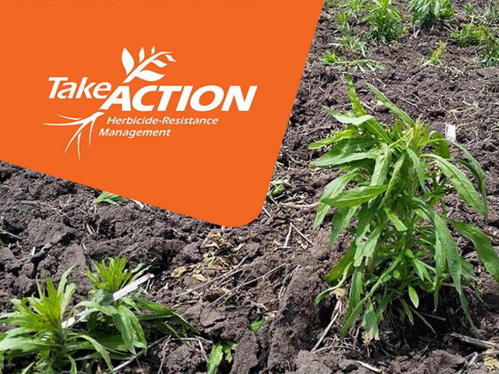 take action thumbnail with marestail weed